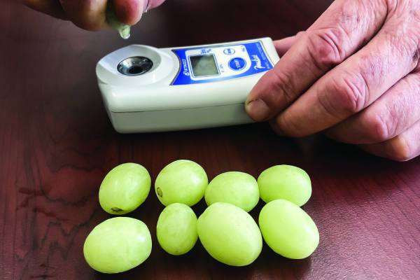 Australian table grapes maturity test
