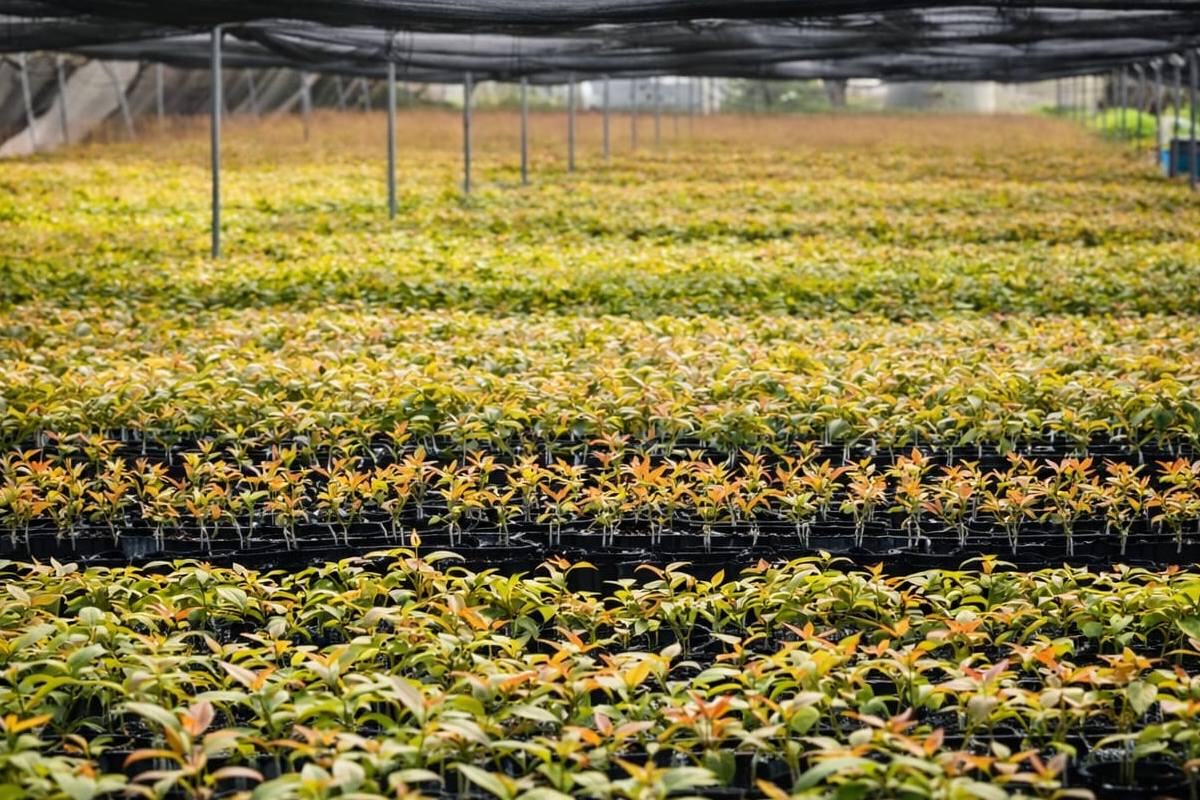 Tropic acquires leading global plant propagation business Rahan Meristem