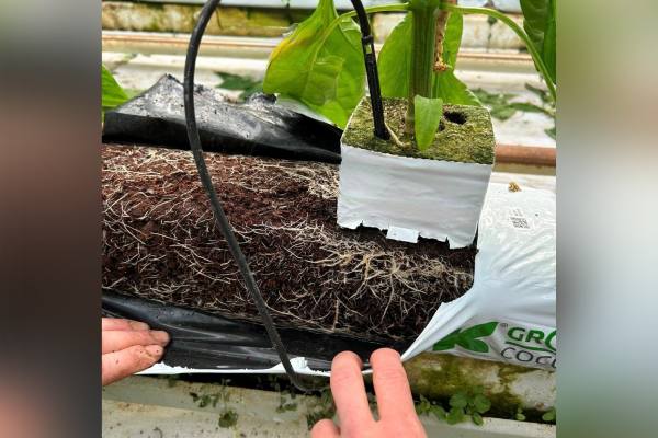 Klasmann-Deilmann coir bell pepper