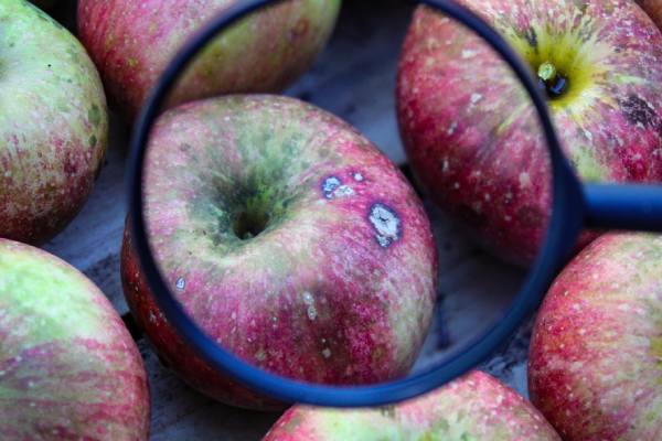 Bitter pit apple