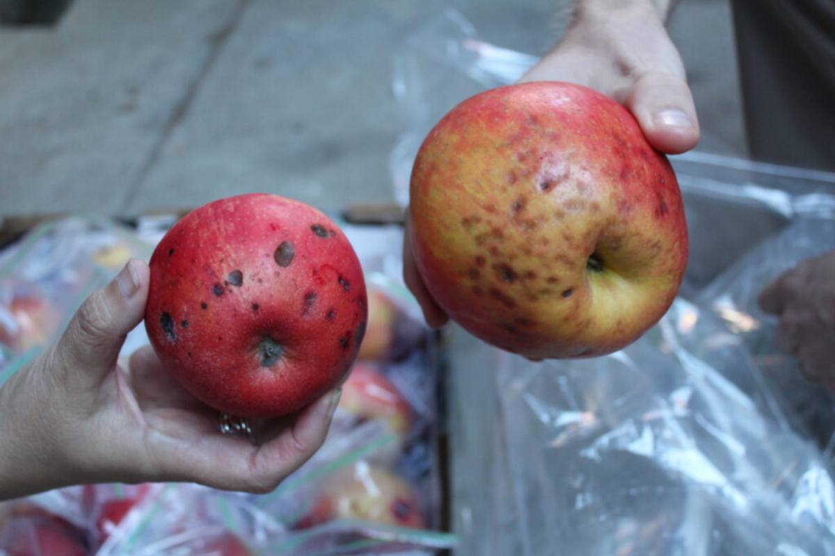 Unlocking the bitter pit mystery: North and South American researchers unite to tackle costly apple disorder
