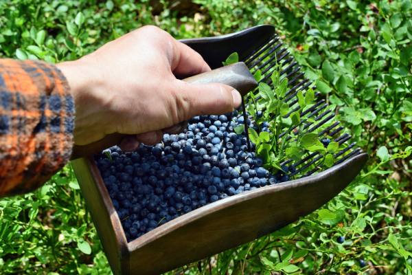 blueberry harvest