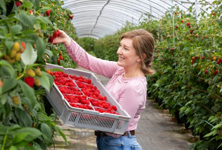 raspberry harvest