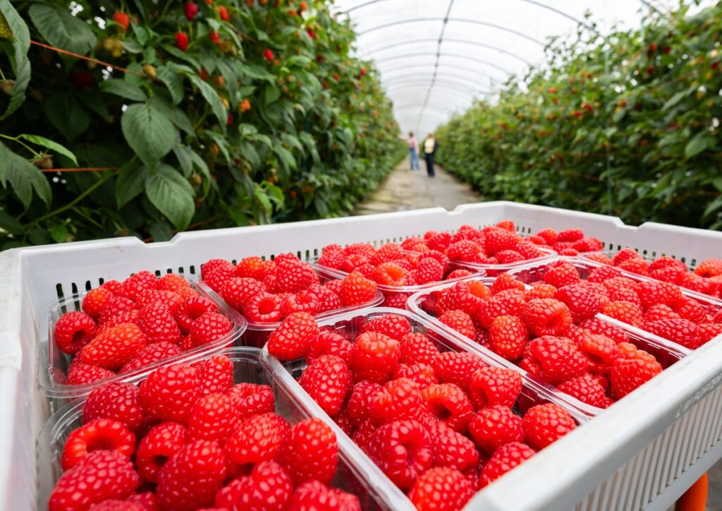 Raspberries in the UK reach record sweetness levels, consolidating demand boom