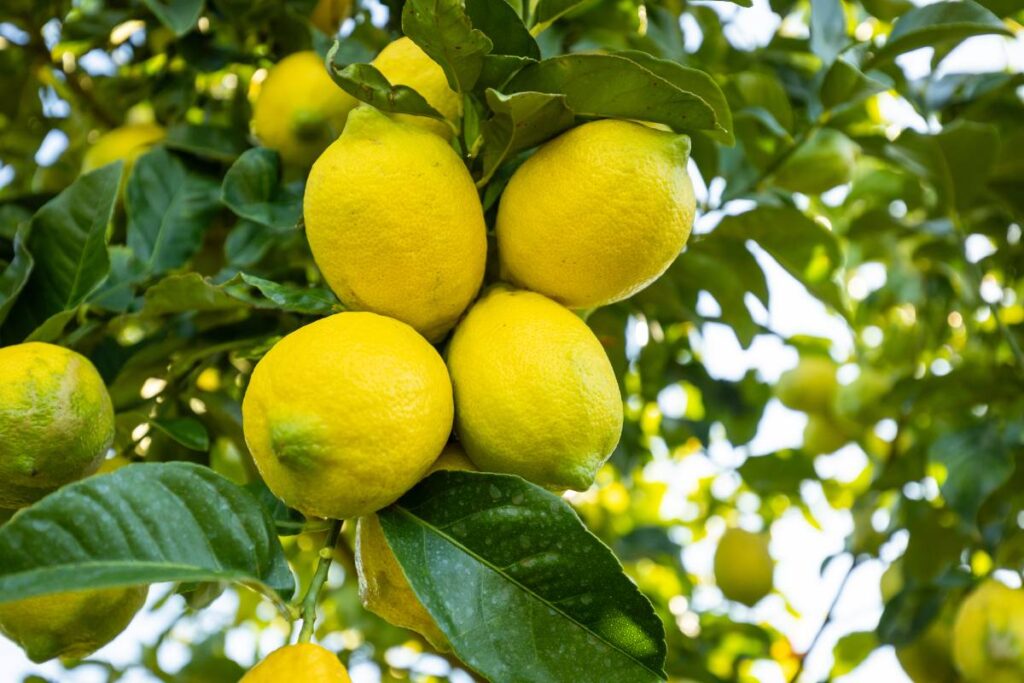 New projection sets South African lemon exports for growth in 2026