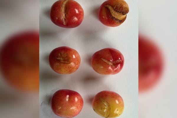 California cherries