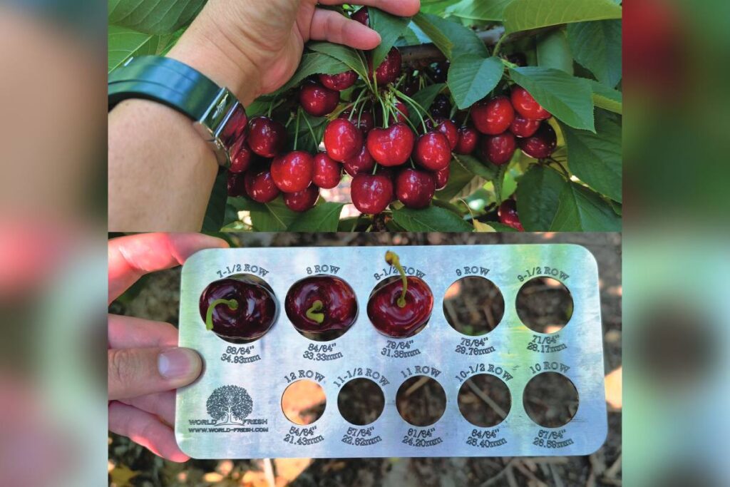 No weather woes in the Great White North: Canadian cherries are set for a large 2026 crop 