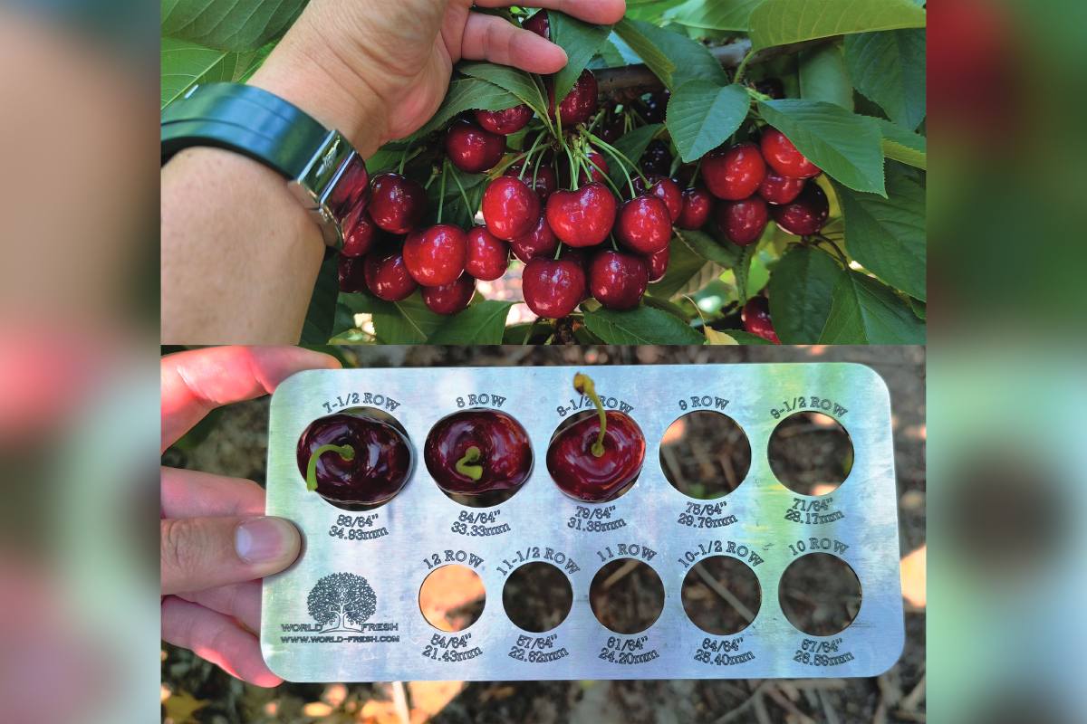 No weather woes in the Great White North: Canadian cherries are set for a large 2026 crop 