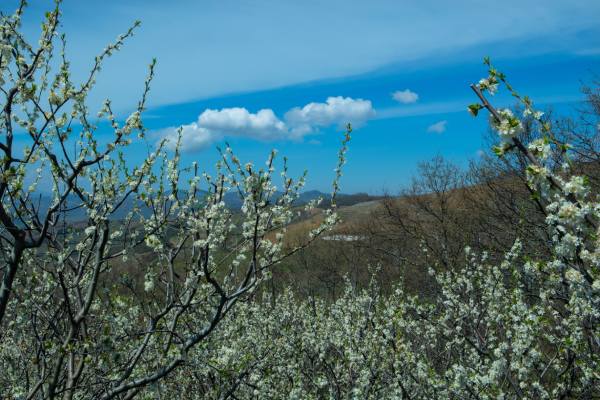 Cherry orchard in Turkiye