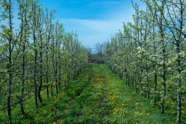 Cherry orchard in Turkiye