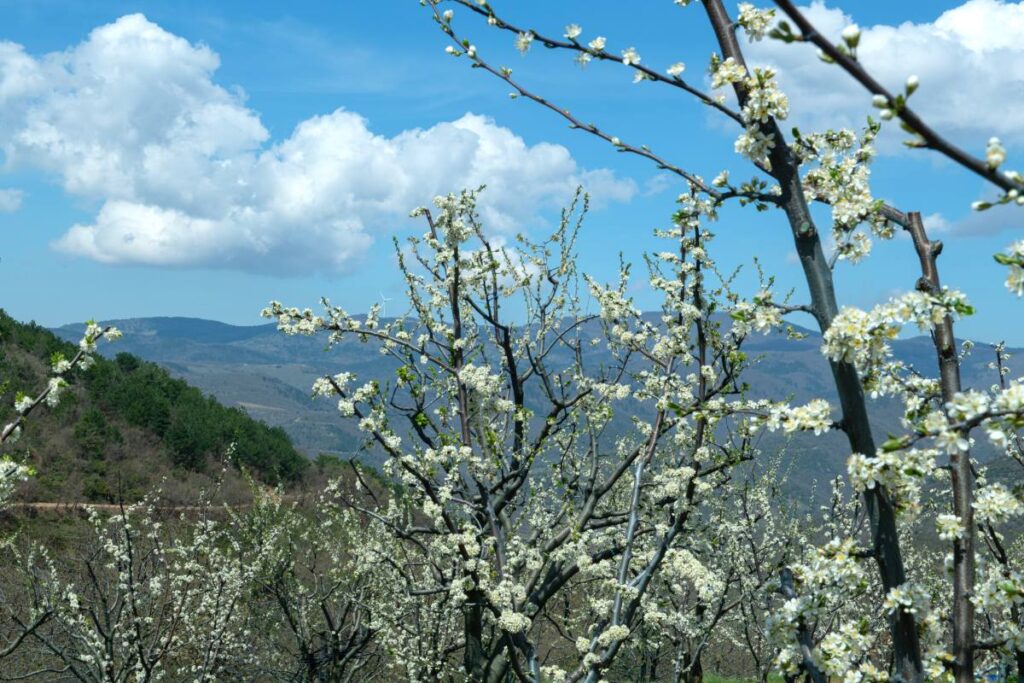 Türkiye is filled with optimism for a 2026 cherry season comeback