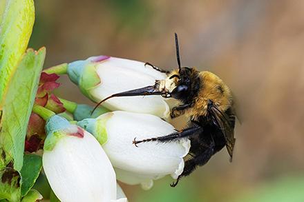 Chimney bee. Photo by Blair Sampson, ARS.