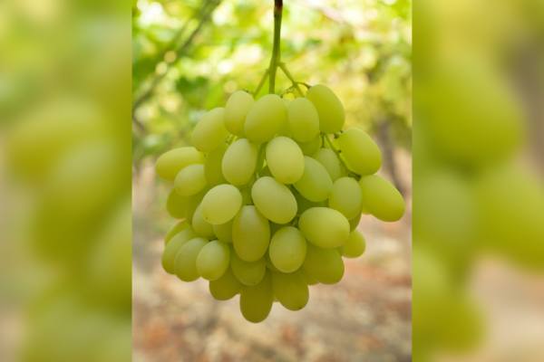 plant variety right-protected table grape