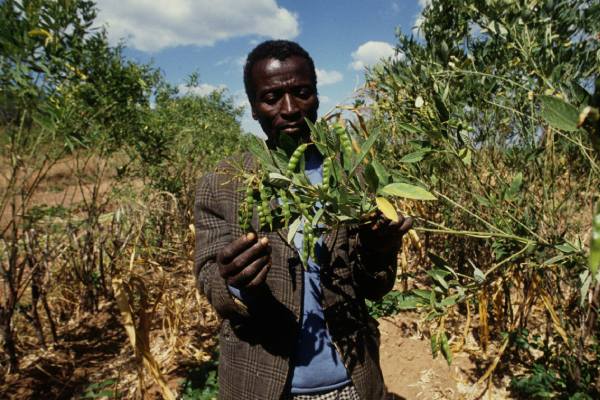 Farmer in Malawi benefited by the FAO biodiversity plant treaty