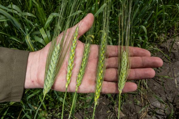Wheat resulting from the FAO biodiversity plant treaty