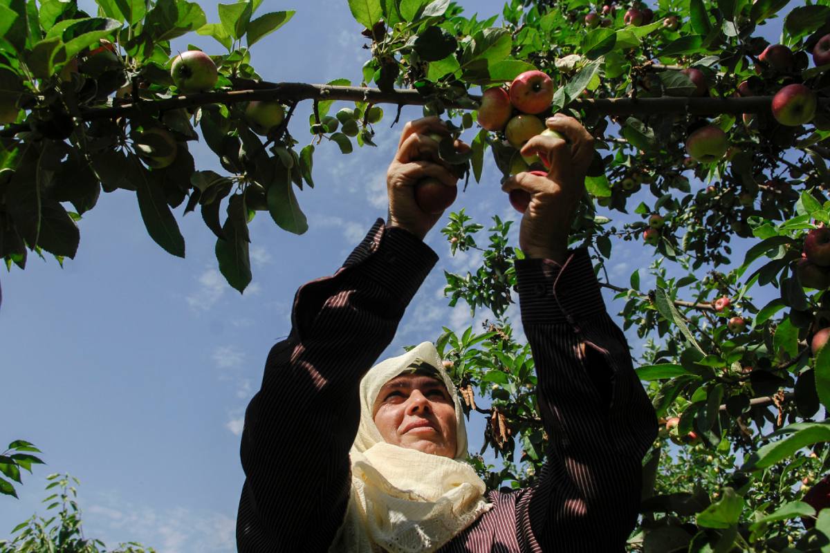 Five ways a FAO treaty is helping biodiversity thrive in fields around the world