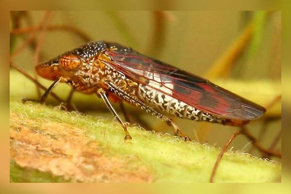 GWSS pest in california