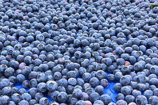 Indian blueberries, Global Plant Genetics