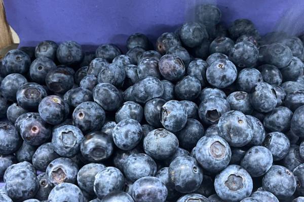 Indian blueberries, Global Plant Genetics