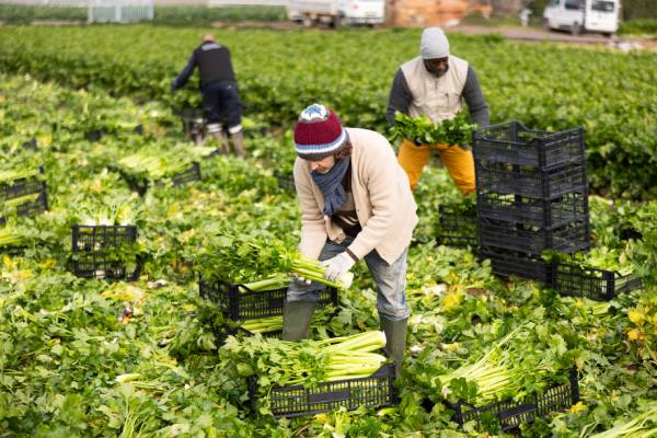 Workforce potentially benefited by the SAWA bill