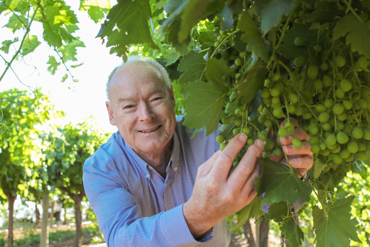 How Australian table grapes cracked the code to China exports—and almost lost it all