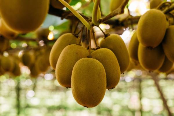 new zealand kiwifruit