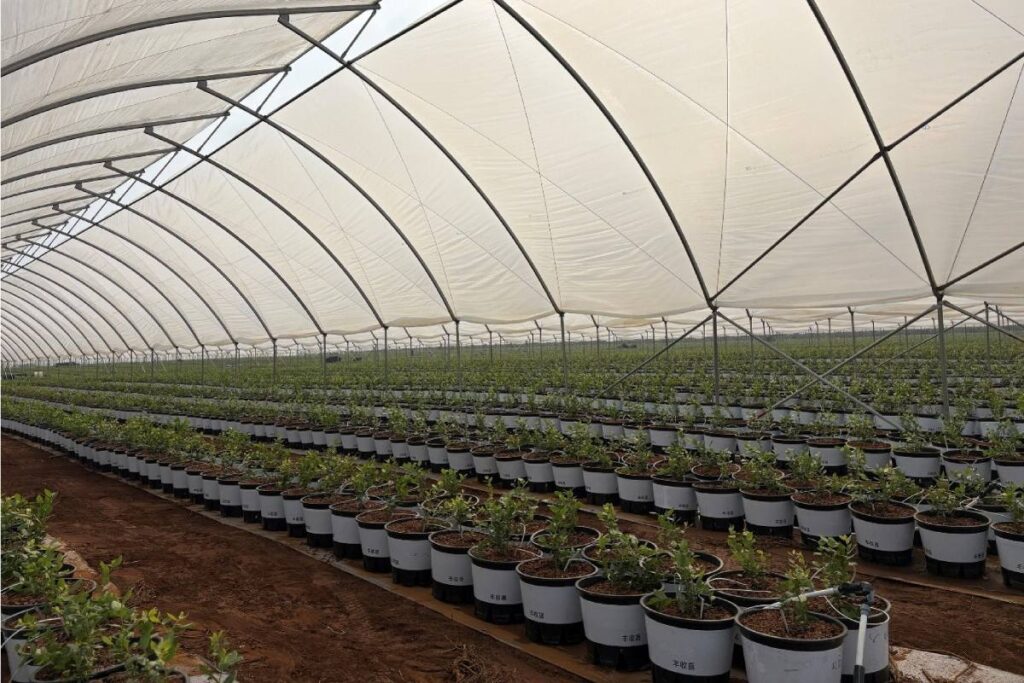AgroBerries Group expands global footprint with strategic landing in Laos