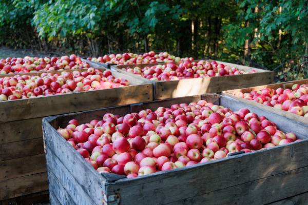 Michigan Apples