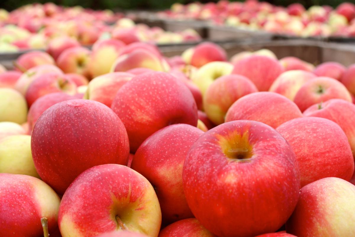 Early spring frost damage: Michigan apples are alright