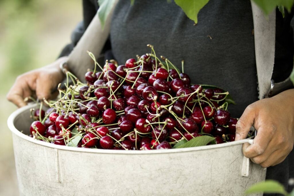 Northwest cherry season ramps up with high quality and good volumes