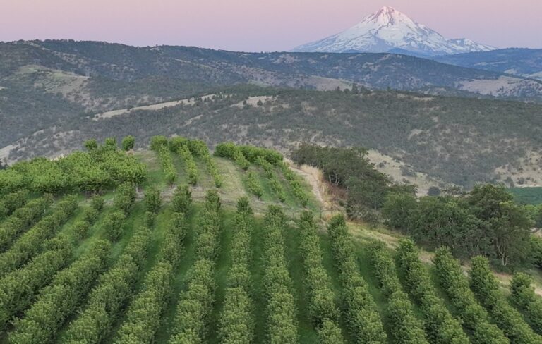 Orchard View Cherries