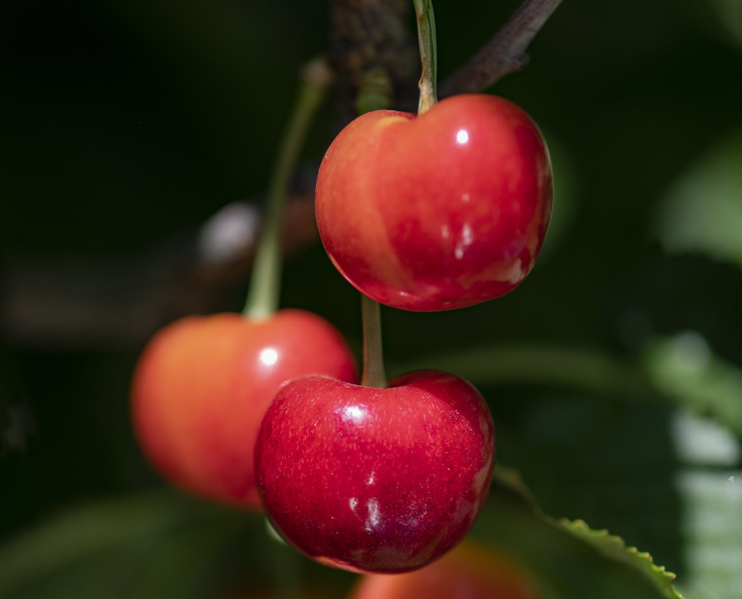 ＊Cherry＊様　オーダーページ　5/28 Orchard View is ready to cherry-bomb this 4th with massive