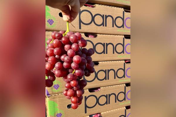 Pandol table grapes