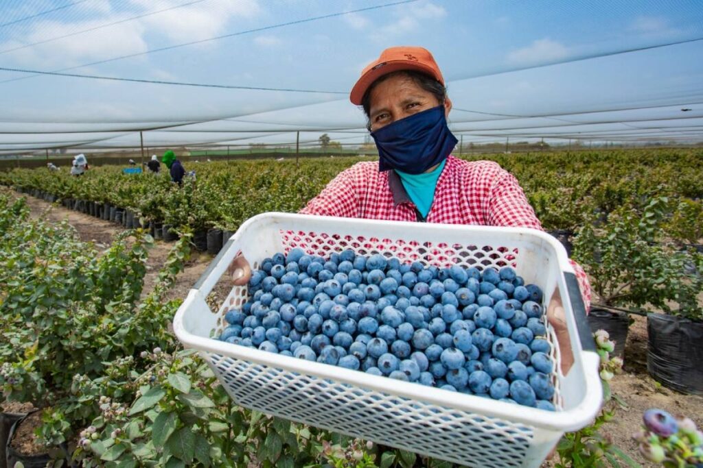 Peruvian blueberry exports to grow 40 percent in 2026 despite El Niño threat