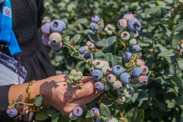 Peruvian blueberries - MINAGRI