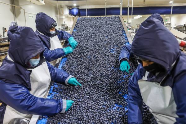 Peruvian blueberries - MINAGRI