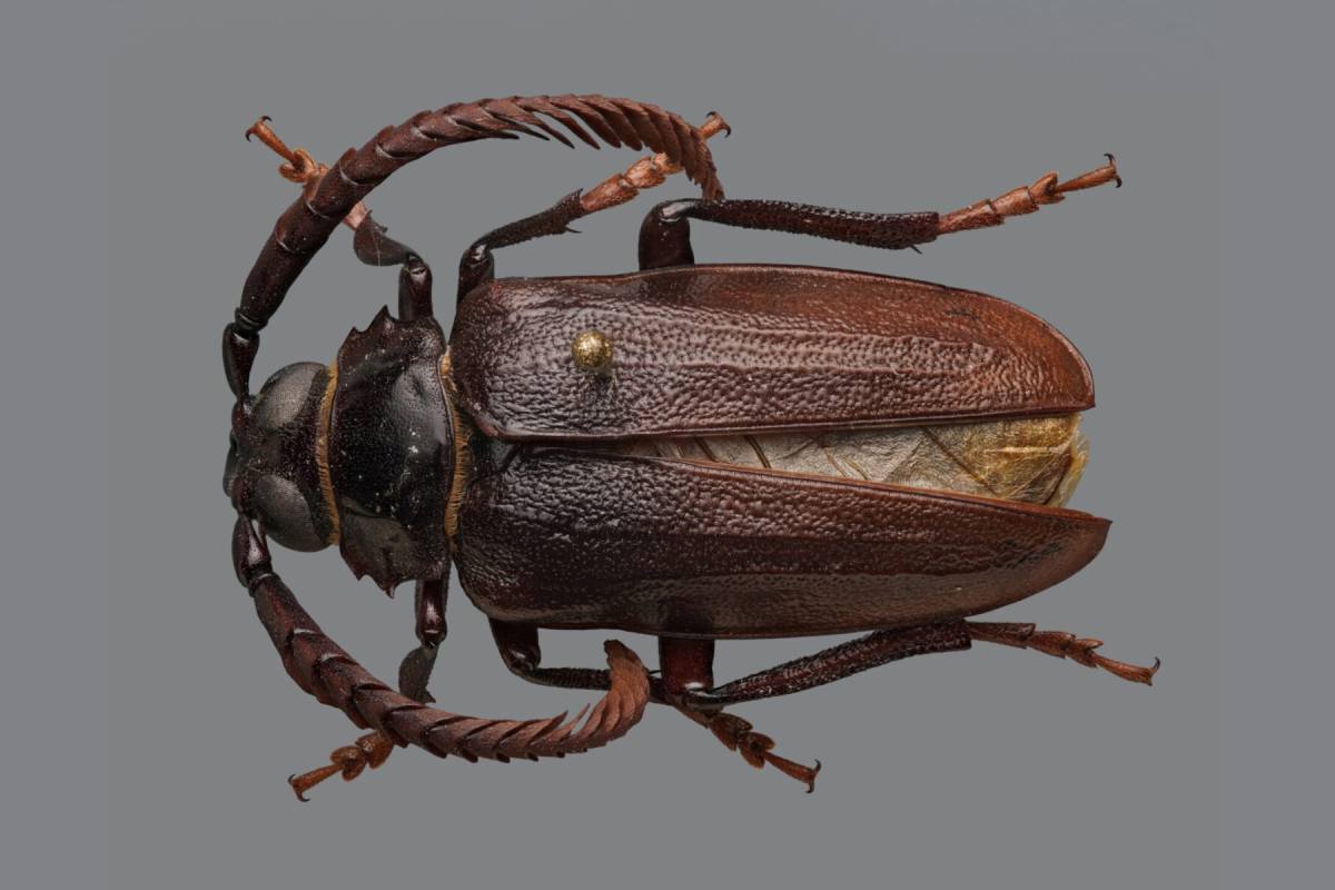 Scientists identify ‘mystery beetle’ attacking blueberry farms across North Carolina