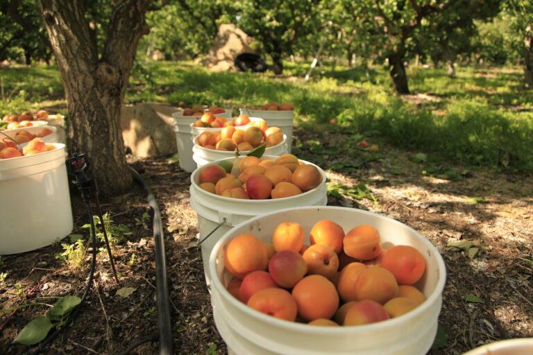 Superfresh Growers