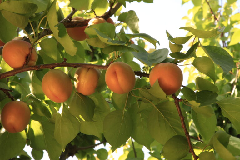 Superfresh Growers