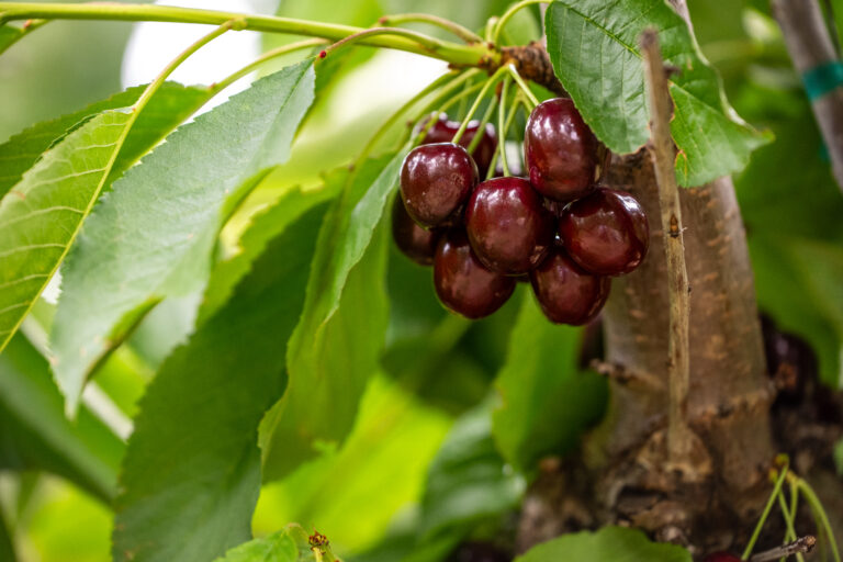 Superfresh Growers cherries