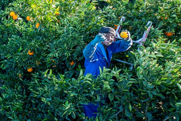 South African mandarin harvest was affected by floods