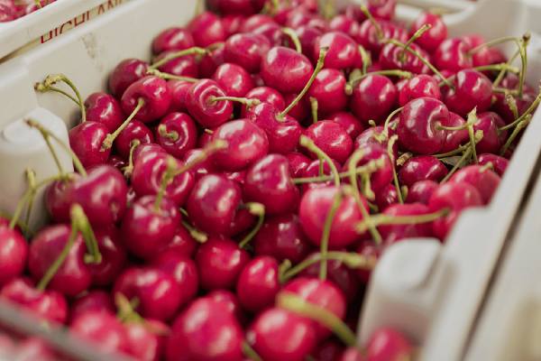 CMI Orchards strawberry cherries
