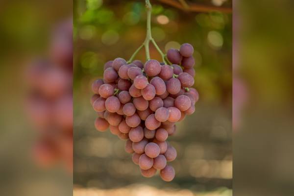 plant variety right-protected table grape