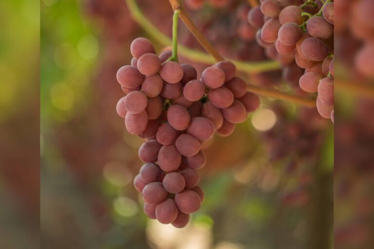 plant variety right-protected table grape