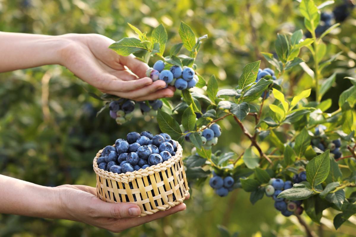 Opinion | Zimbabwe’s blueberry boom keeps building momentum