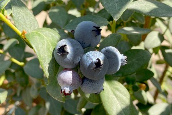 vanguard blueberries