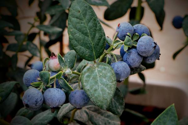 vanguard blueberries