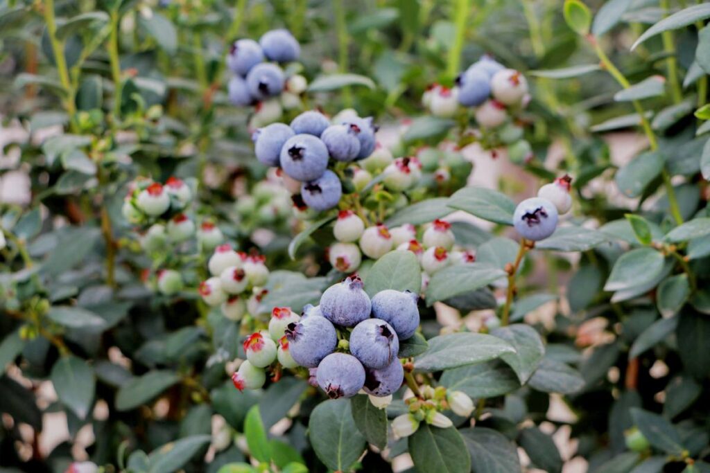 Vanguard Group International celebrates its first blueberry harvest in Peru