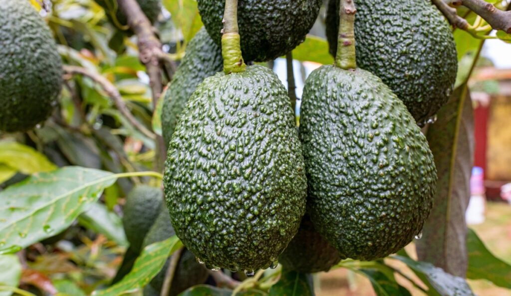 Peruvian avocado exports hit 60 percent milestone amid season adjustments