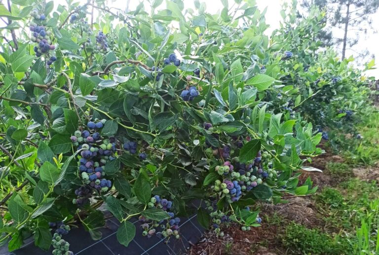 Portugal blueberry